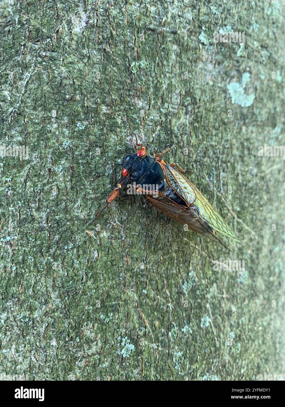 Faraone Cicada (Magicicada septendecim) Foto Stock