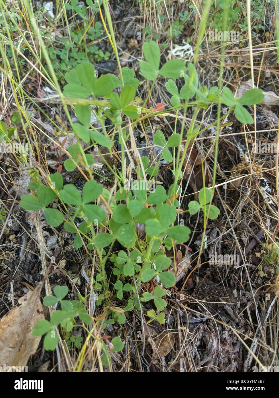 Trifoglio a testa piccola (Trifolium microcephalum) Foto Stock