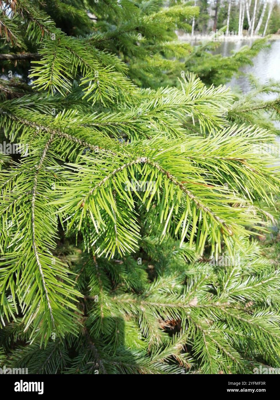 Abete siberiano (Abies sibirica) Foto Stock