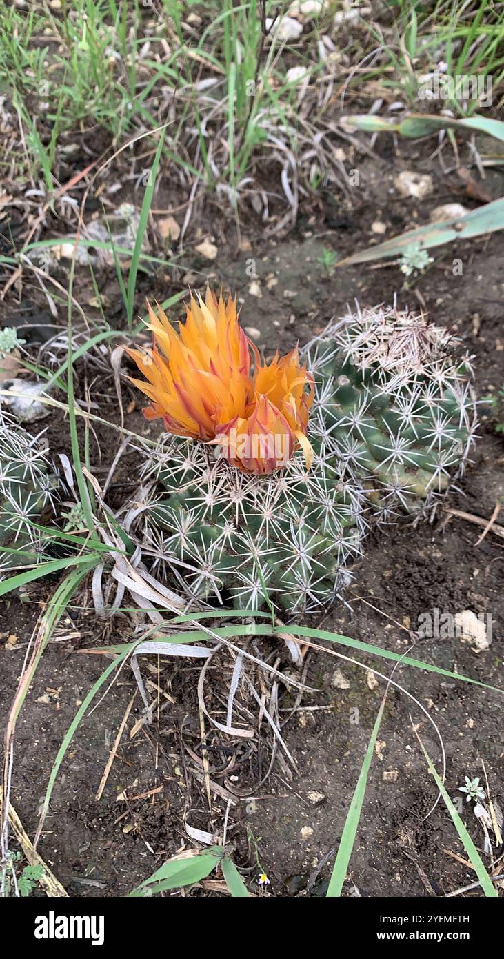 Cactus con nipplo scanalato (Coryphantha sulcata) Foto Stock