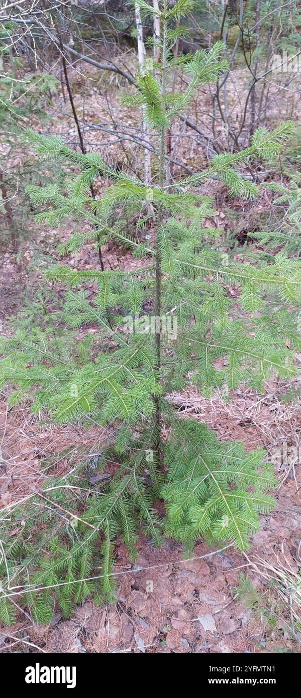 Abete siberiano (Abies sibirica) Foto Stock