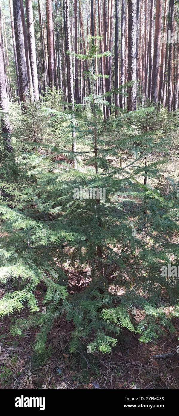 Abete siberiano (Abies sibirica) Foto Stock