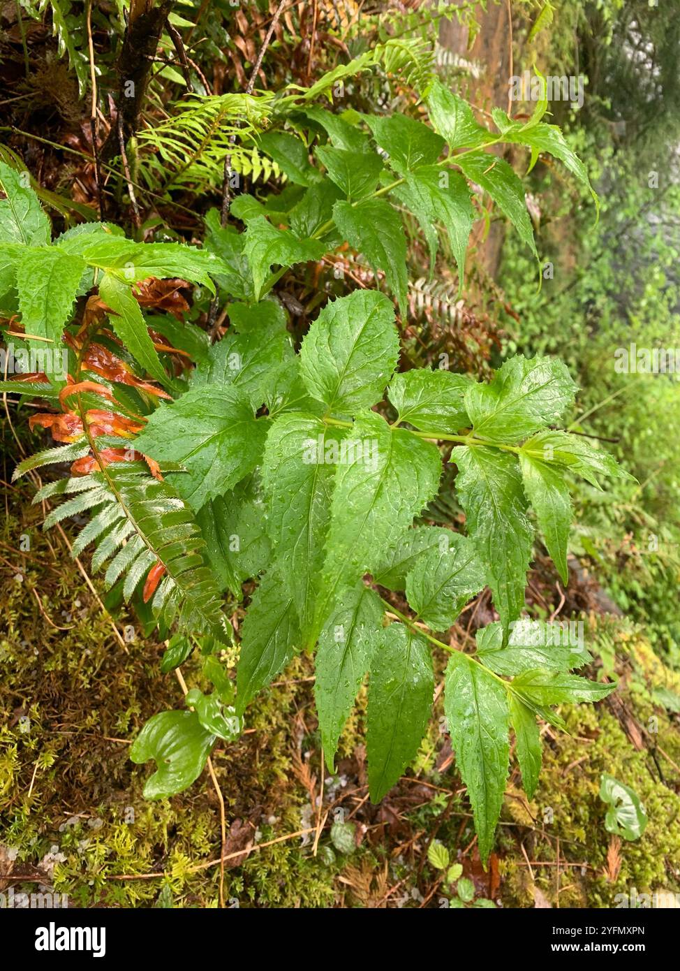 Boodland Beardtongue (Nothochelone nemorosa) Foto Stock