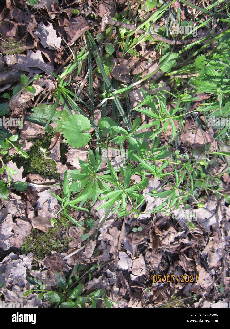 Coppe kashubiane (Ranunculus cassubicus) Foto Stock