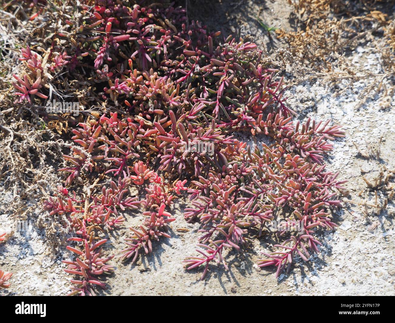 Alghe erbacee (Suaeda maritima) Foto Stock