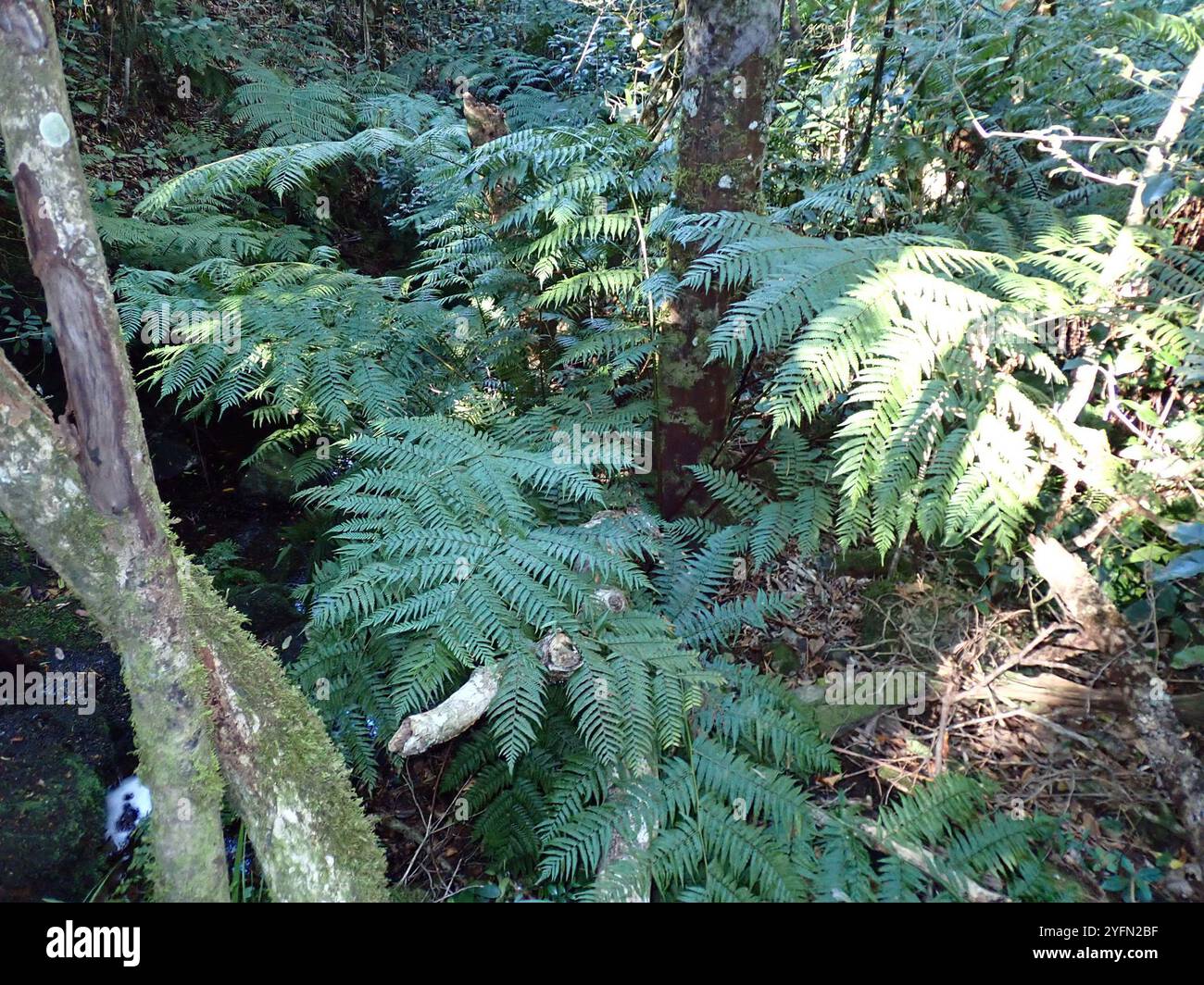Felce forestale (Cyathea capensis) Foto Stock