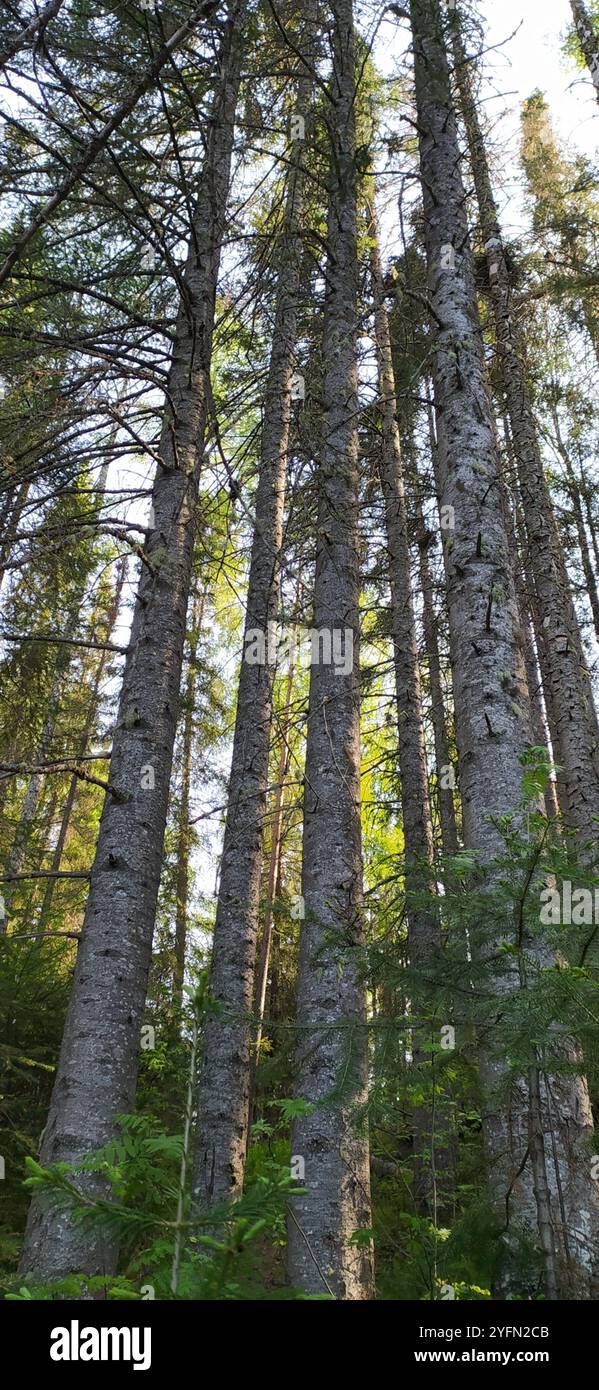 Abete siberiano (Abies sibirica) Foto Stock