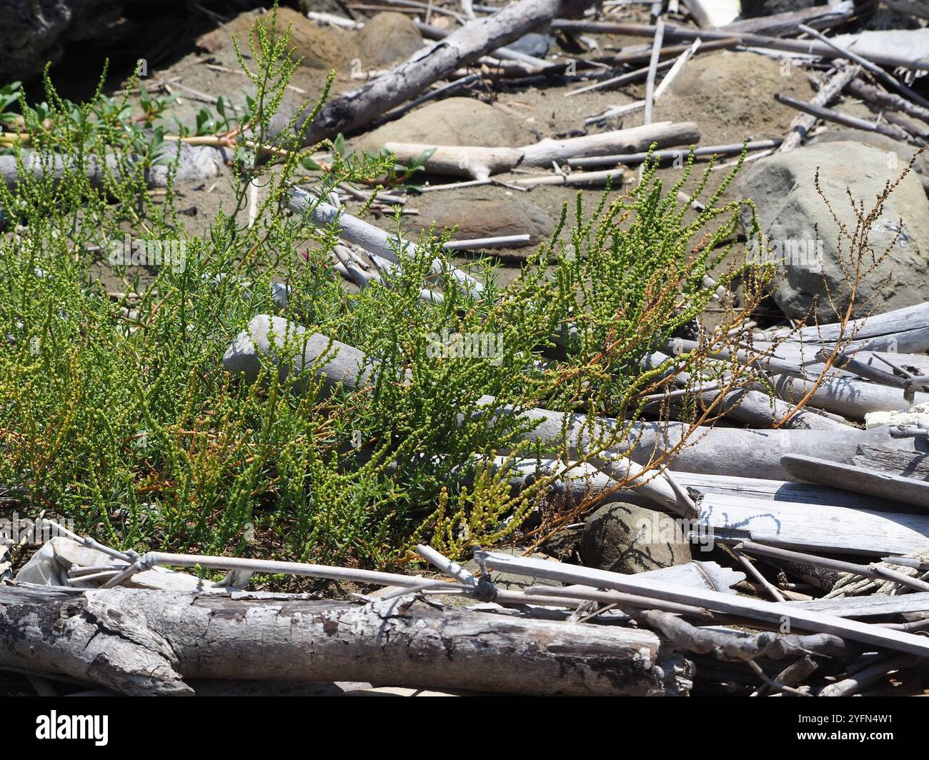 Alghe erbacee (Suaeda maritima) Foto Stock