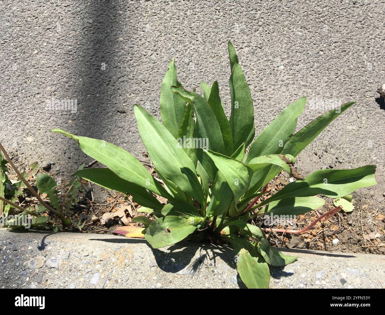 Goldenrod sul mare settentrionale (Solidago sempervirens) Foto Stock