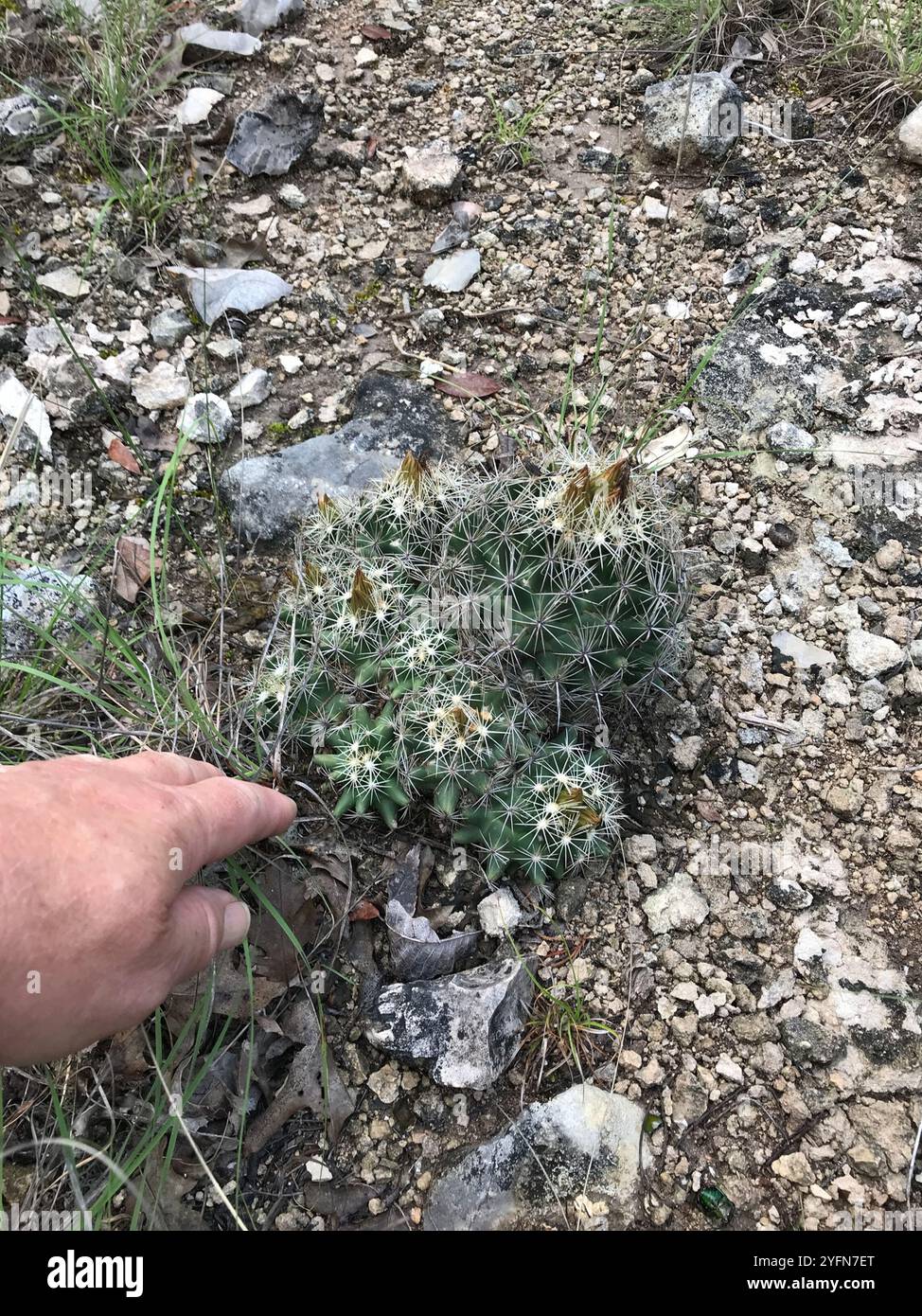 Cactus con nipplo scanalato (Coryphantha sulcata) Foto Stock