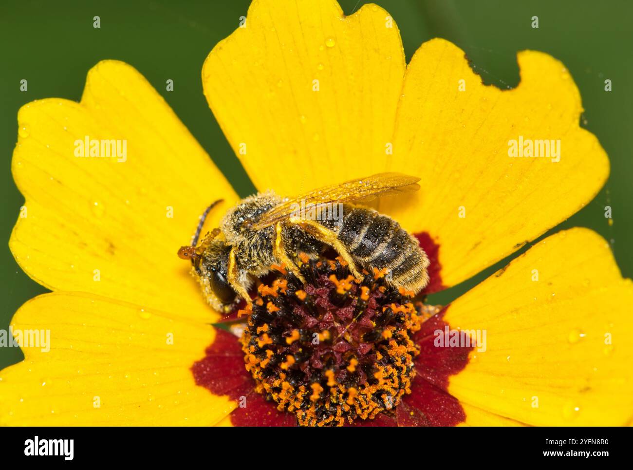 Bee on Tickseed, giardino naturale di insetti di polline e fiori, Springtime. Foto Stock