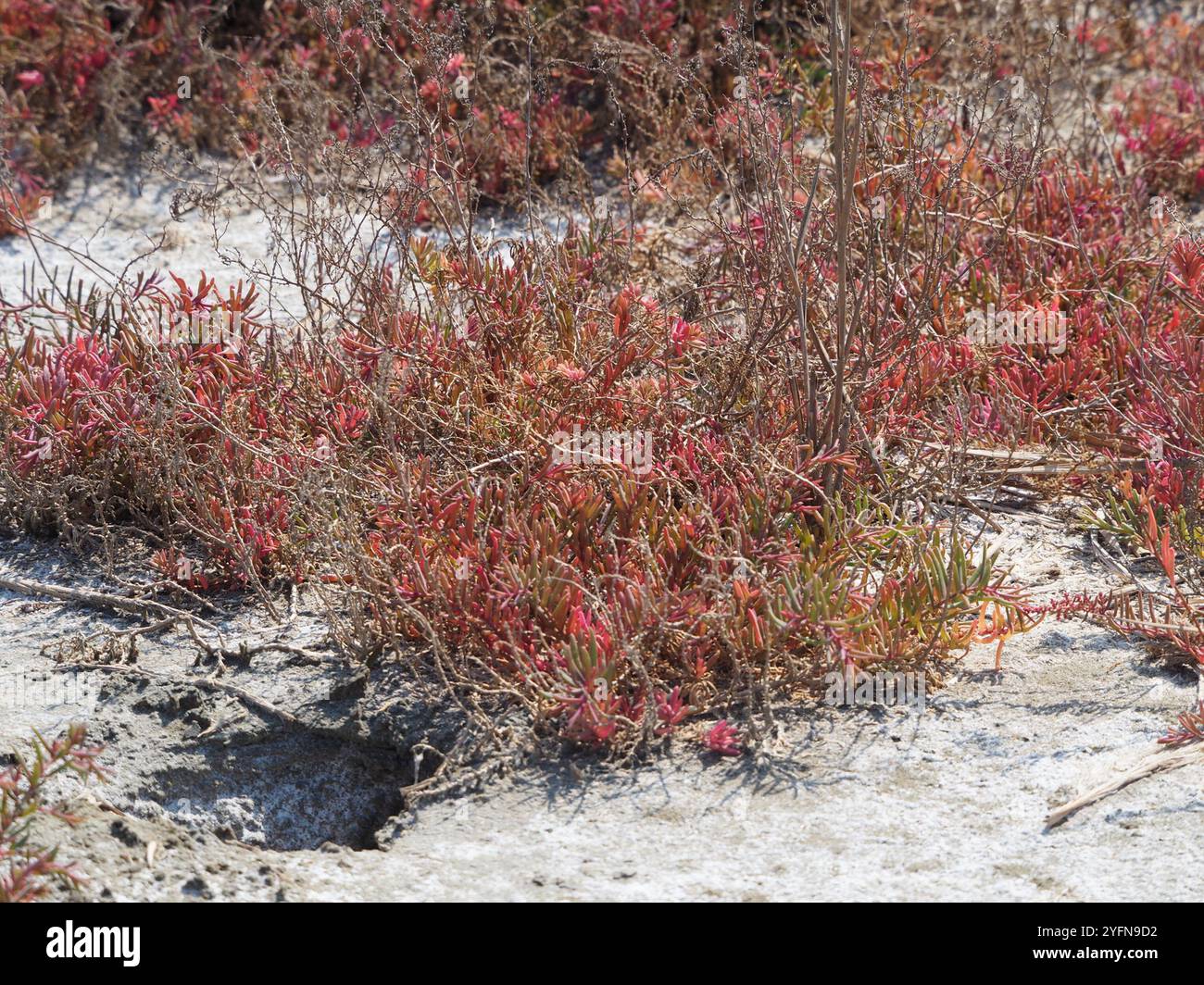 Alghe erbacee (Suaeda maritima) Foto Stock