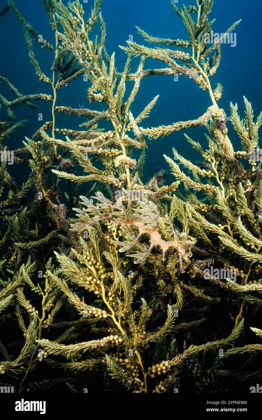 Questo drago verde, Phycodurus eques, è perfettamente mimetato contro la vita vegetale sotto un molo fino Spencer Gulf in South Australia. Foto Stock