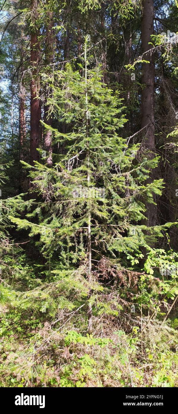 Abete siberiano (Abies sibirica) Foto Stock