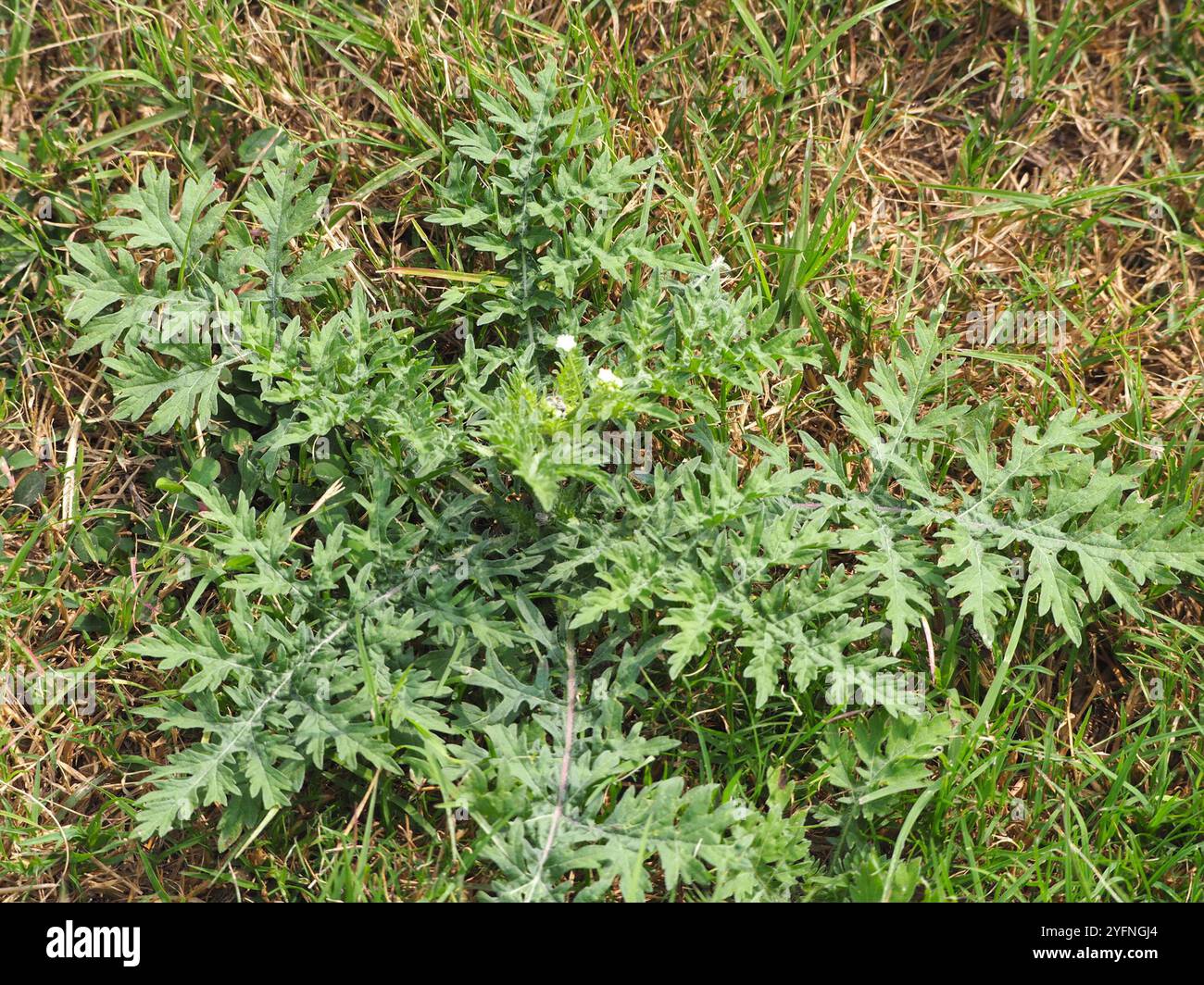 Santa Maria feverfew (Parthenium hysterophorus) Foto Stock