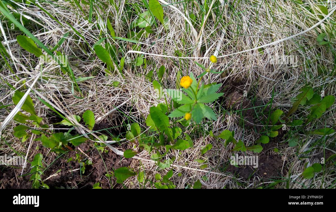 Coppe kashubiane (Ranunculus cassubicus) Foto Stock