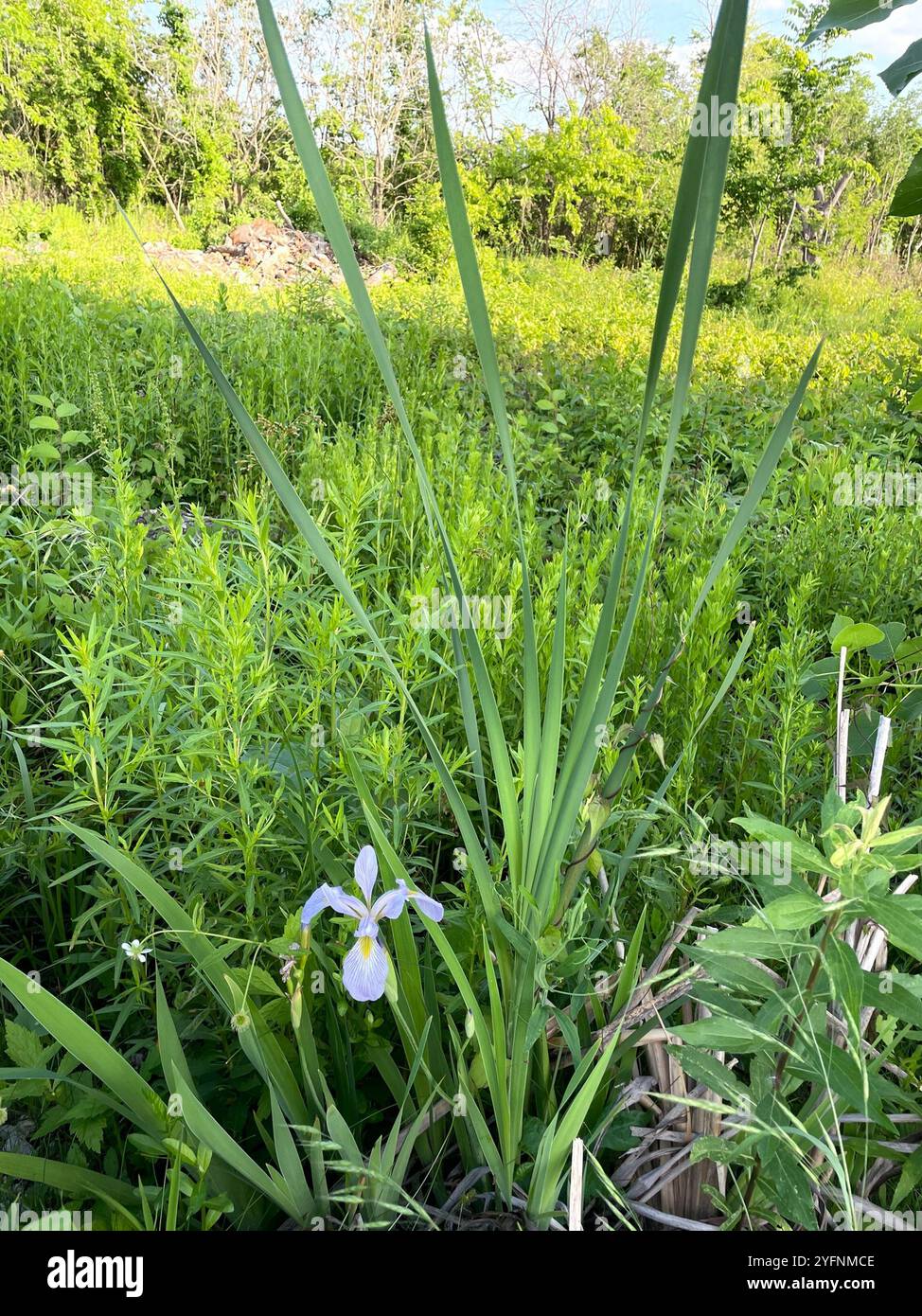 Bandiera blu meridionale (Iris virginica) Foto Stock