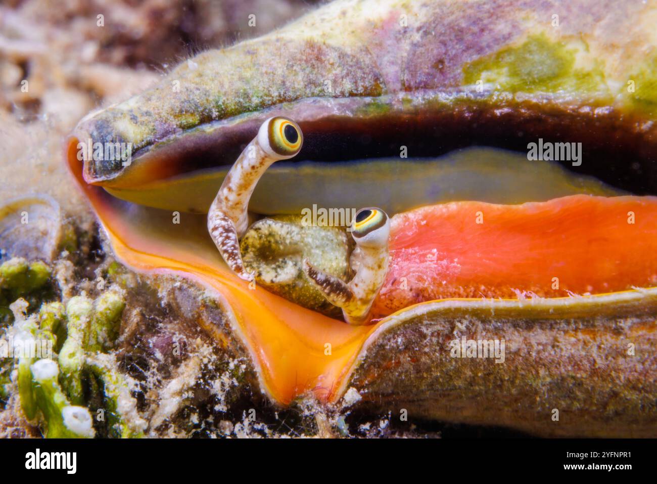 La conchiglia di fragole, Conomurex luhuanus, è anche conosciuta come conchiglia di sangue e conchiglia di tigre, Guam, Stati Federati di Micronesia. Si nutrono di alga Foto Stock