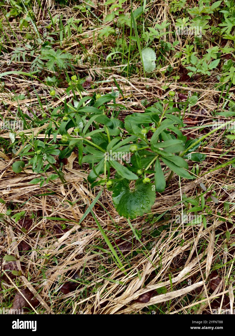 Coppe kashubiane (Ranunculus cassubicus) Foto Stock