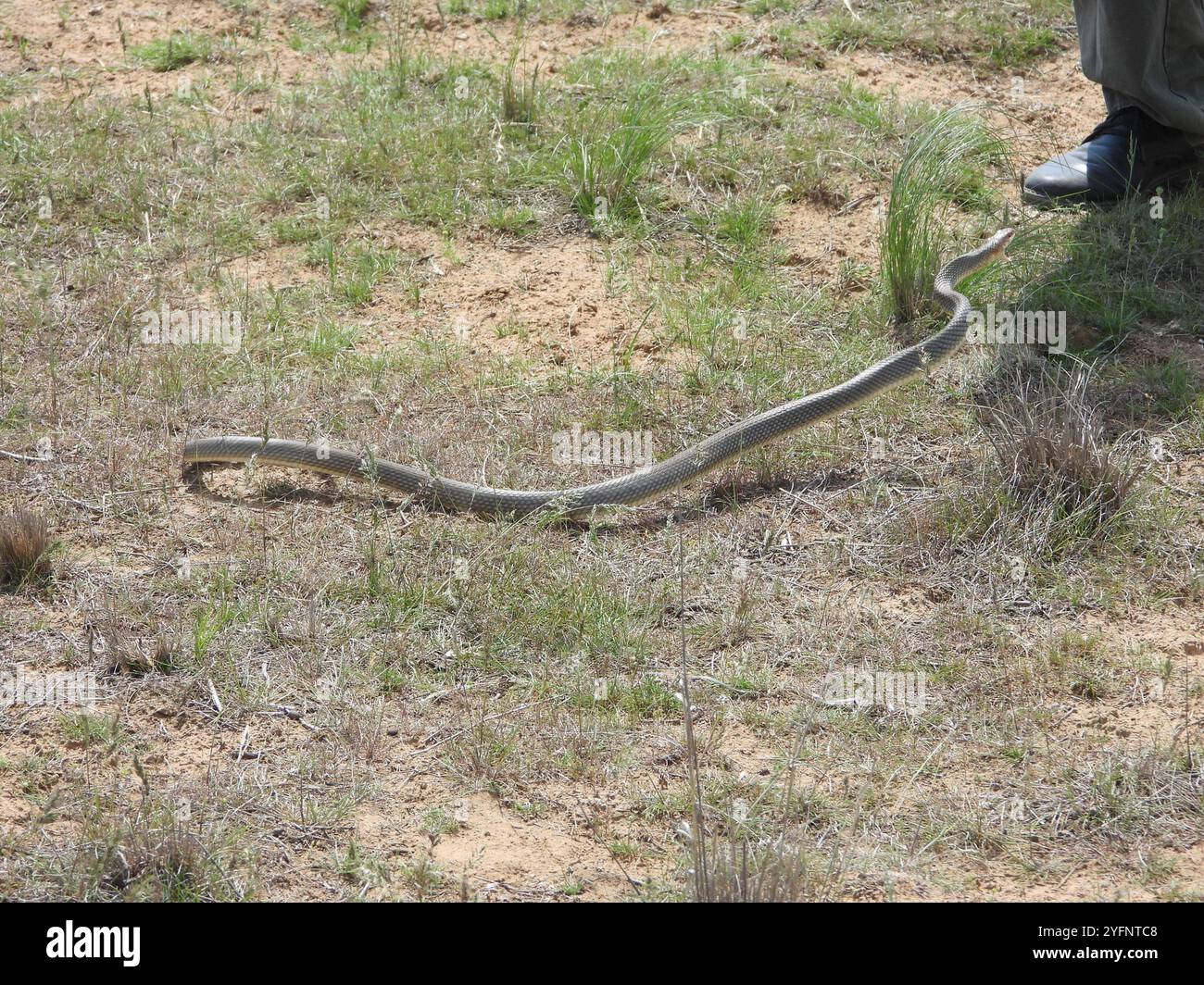 Serpente di Whipsnake del Caspio (Dolichophis caspius) Foto Stock