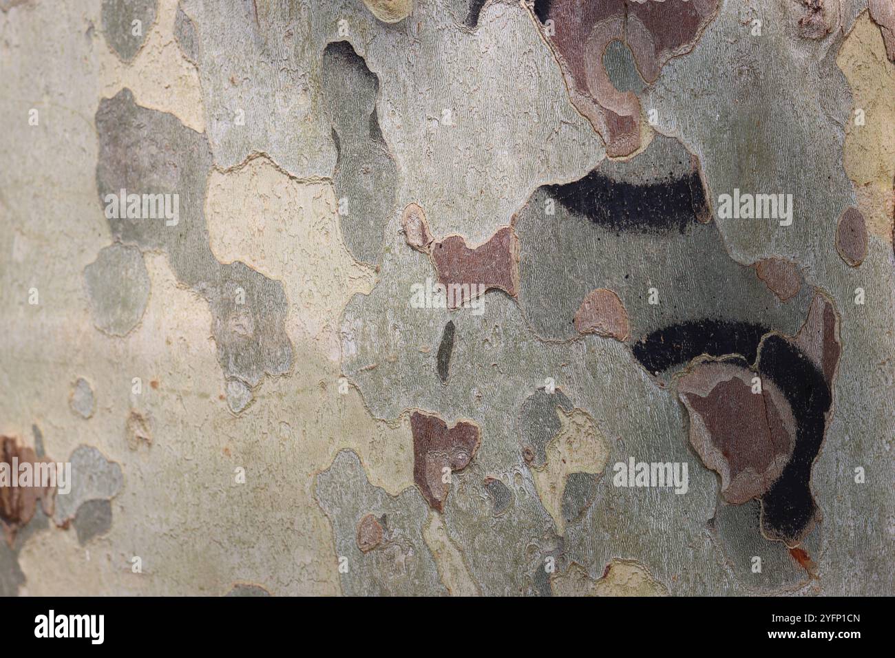 Primo piano della corteccia di platani con colori mimetici Foto Stock