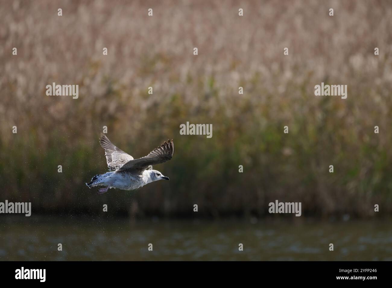 Gabbiano in volo sopra le paludi di Victoria e Joyel, Cantabria, Spagna Foto Stock