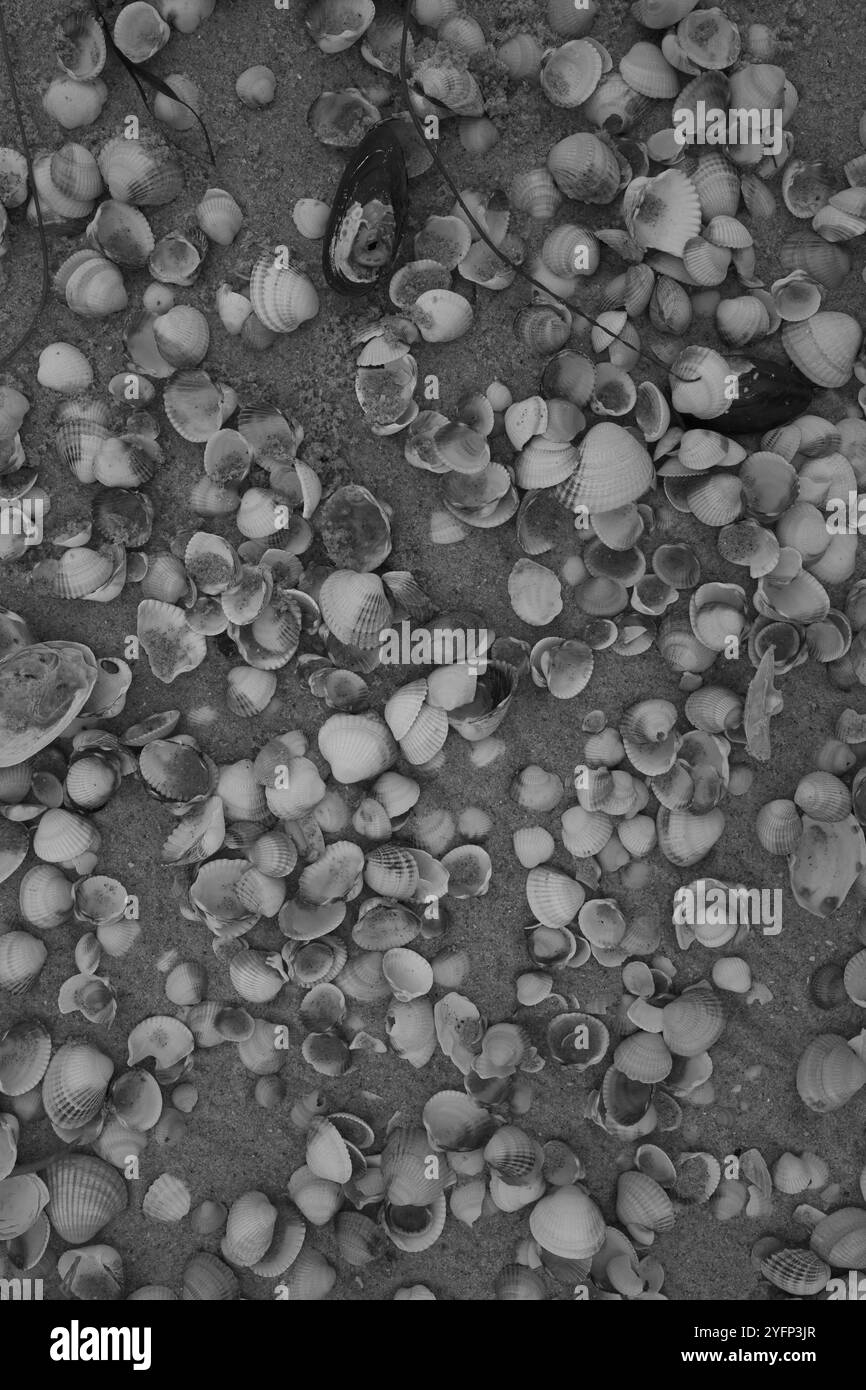 Ängelholm, Skåne, Svezia. 4 novembre 2024. Conchiglie sulla spiaggia. Foto Stock