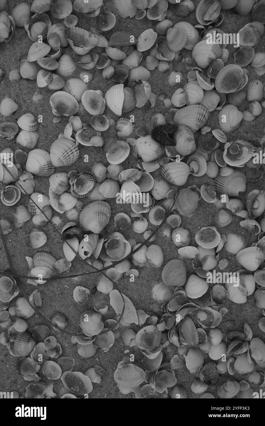 Ängelholm, Skåne, Svezia. 4 novembre 2024. Conchiglie sulla spiaggia. Foto Stock