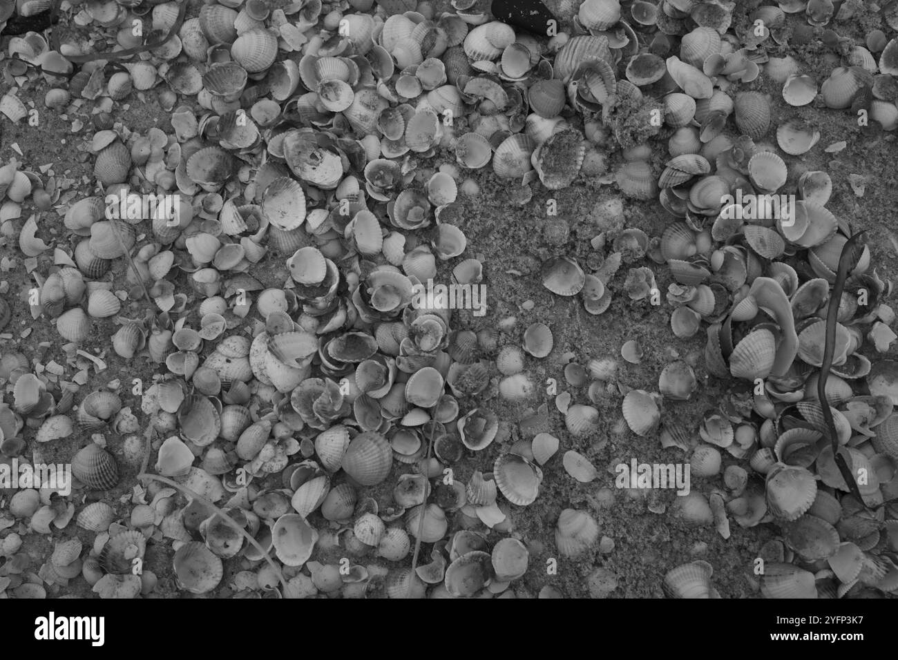 Ängelholm, Skåne, Svezia. 4 novembre 2024. Conchiglie sulla spiaggia. Foto Stock