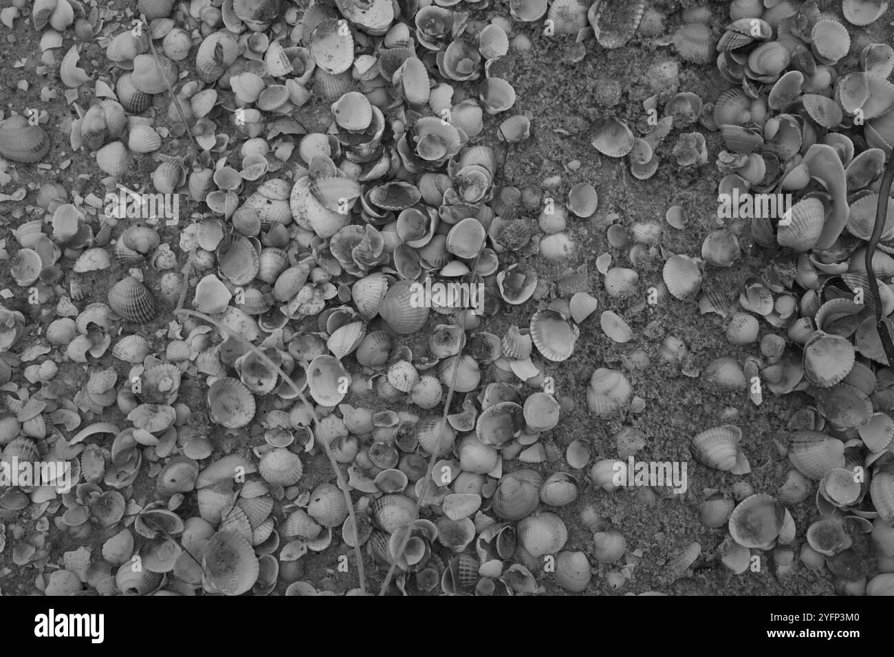 Ängelholm, Skåne, Svezia. 4 novembre 2024. Conchiglie sulla spiaggia. Foto Stock