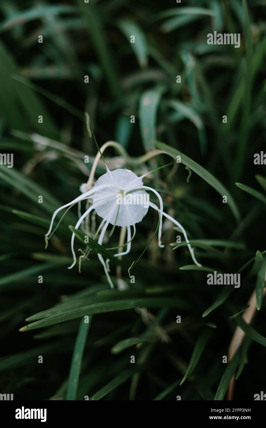 Hymenocallis littoralis, comunemente noto come giglio ragno, è una specie di pianta della famiglia amaryllis amaryllidaceae. Foto Stock