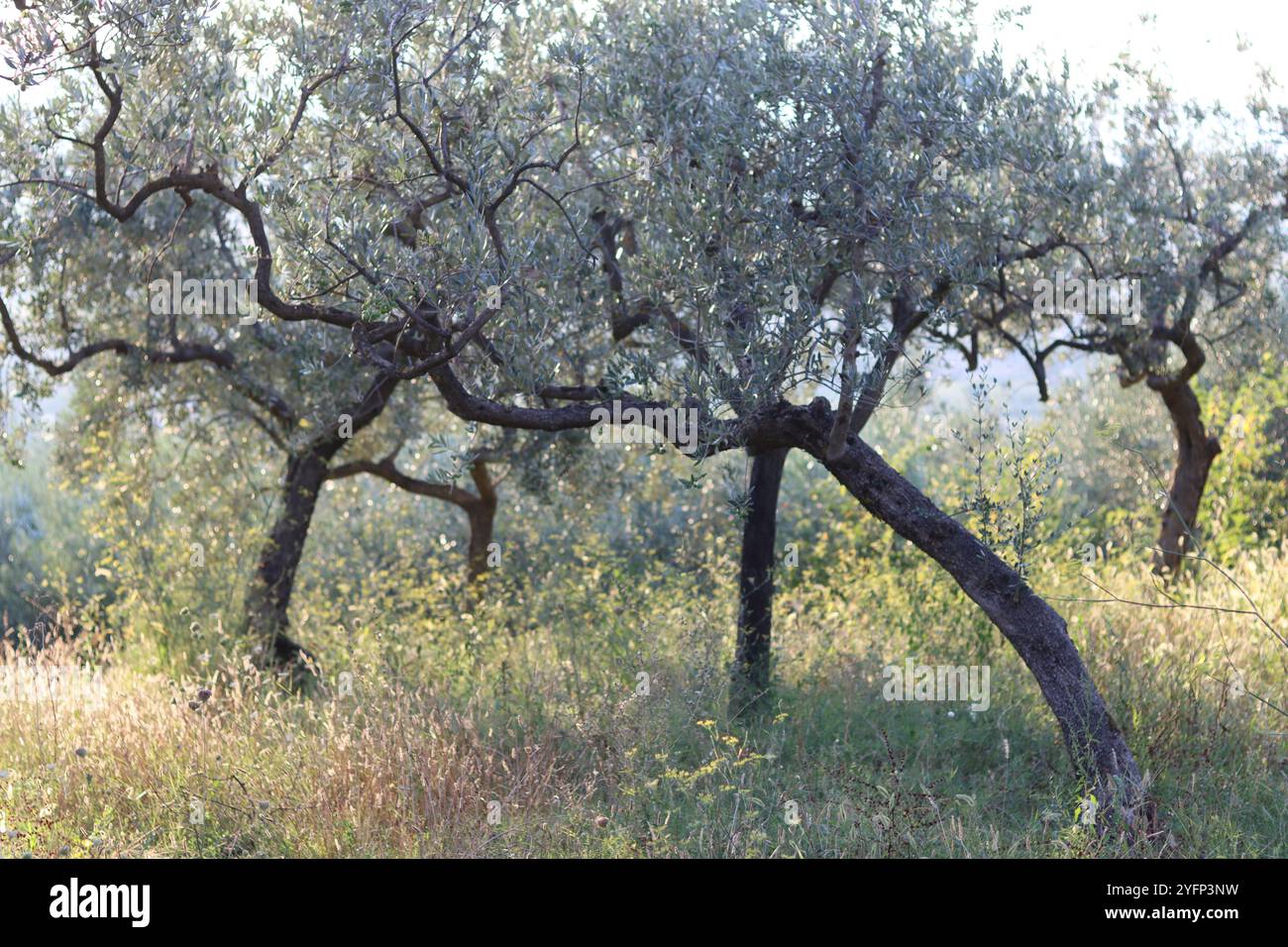 Oliveto in Umbria, in Italia, al sole estivo Foto Stock