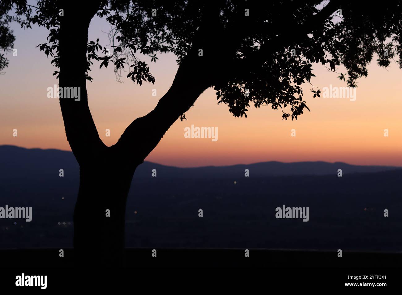 Alberi in sagoma contro un cielo al tramonto serale Foto Stock