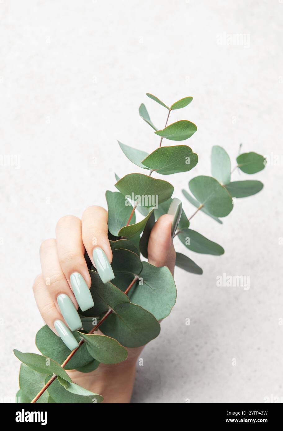 In un ambiente minimalista, una mano con lunghe unghie verdi di menta regge graziosamente un ramo di eucalipto, mostrando una miscela di natura e estetica moderna Foto Stock