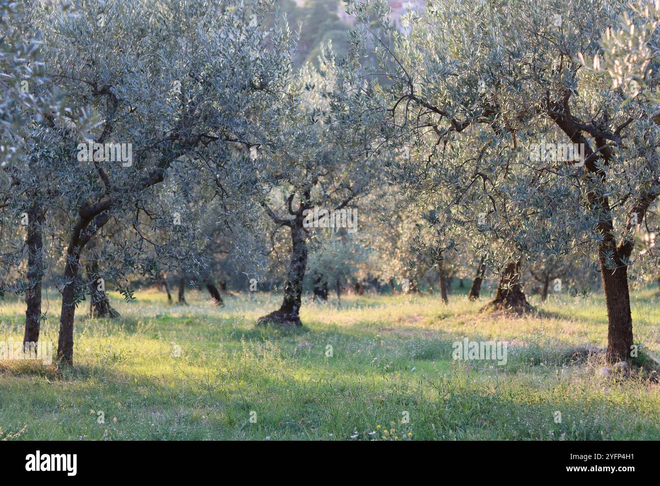 Oliveto in Umbria, in Italia, al sole estivo Foto Stock