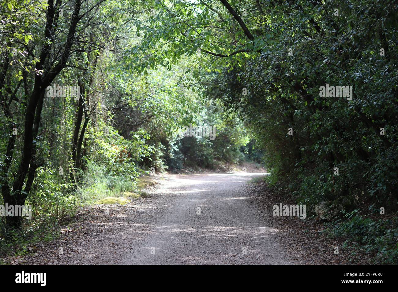 Percorso di campagna circondato da alberi e vegetazione lussureggiante in un caldo sole estivo Foto Stock