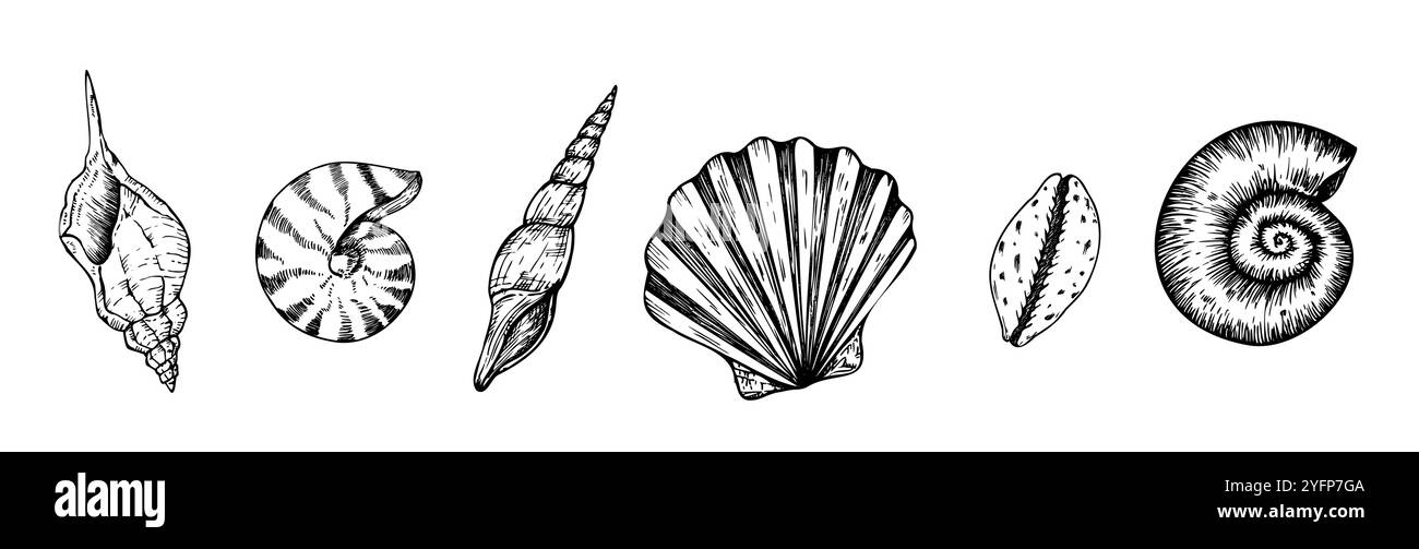 Set vettoriale di bellissime shell. Conchiglia a linea dipinta a mano. Clip art grafica isolata sullo sfondo. Illustrazione sott'acqua. Per i designer, invito Illustrazione Vettoriale