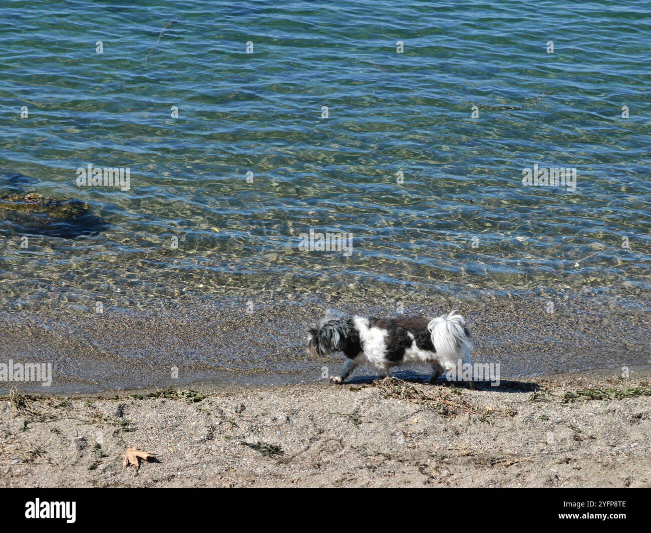 Piccolo cane bianco e nero che cammina lungo Lakeside Beach - concetto di cambio di stagione Foto Stock