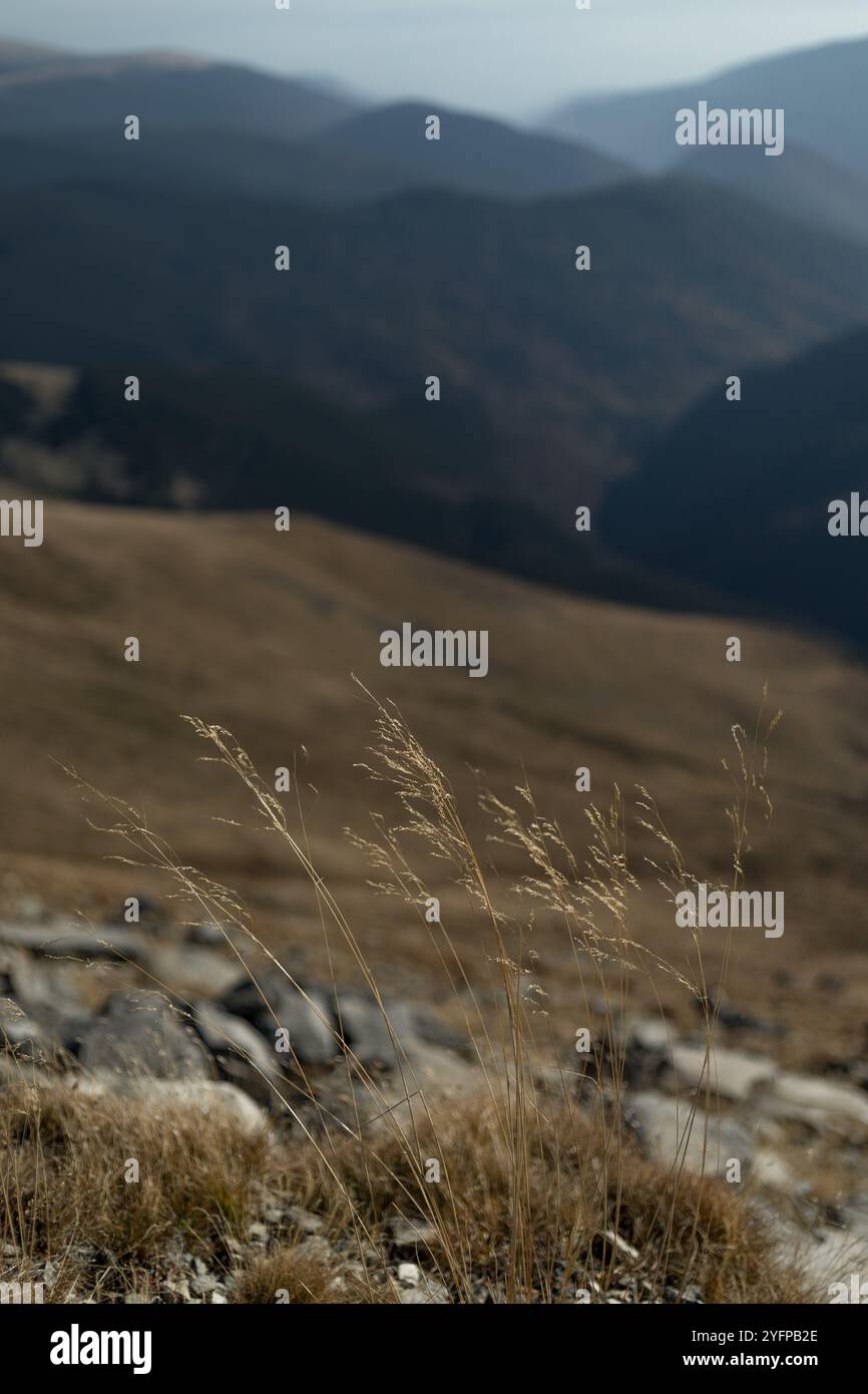 Lame d'erba in autunno, sfondo di montagna Foto Stock