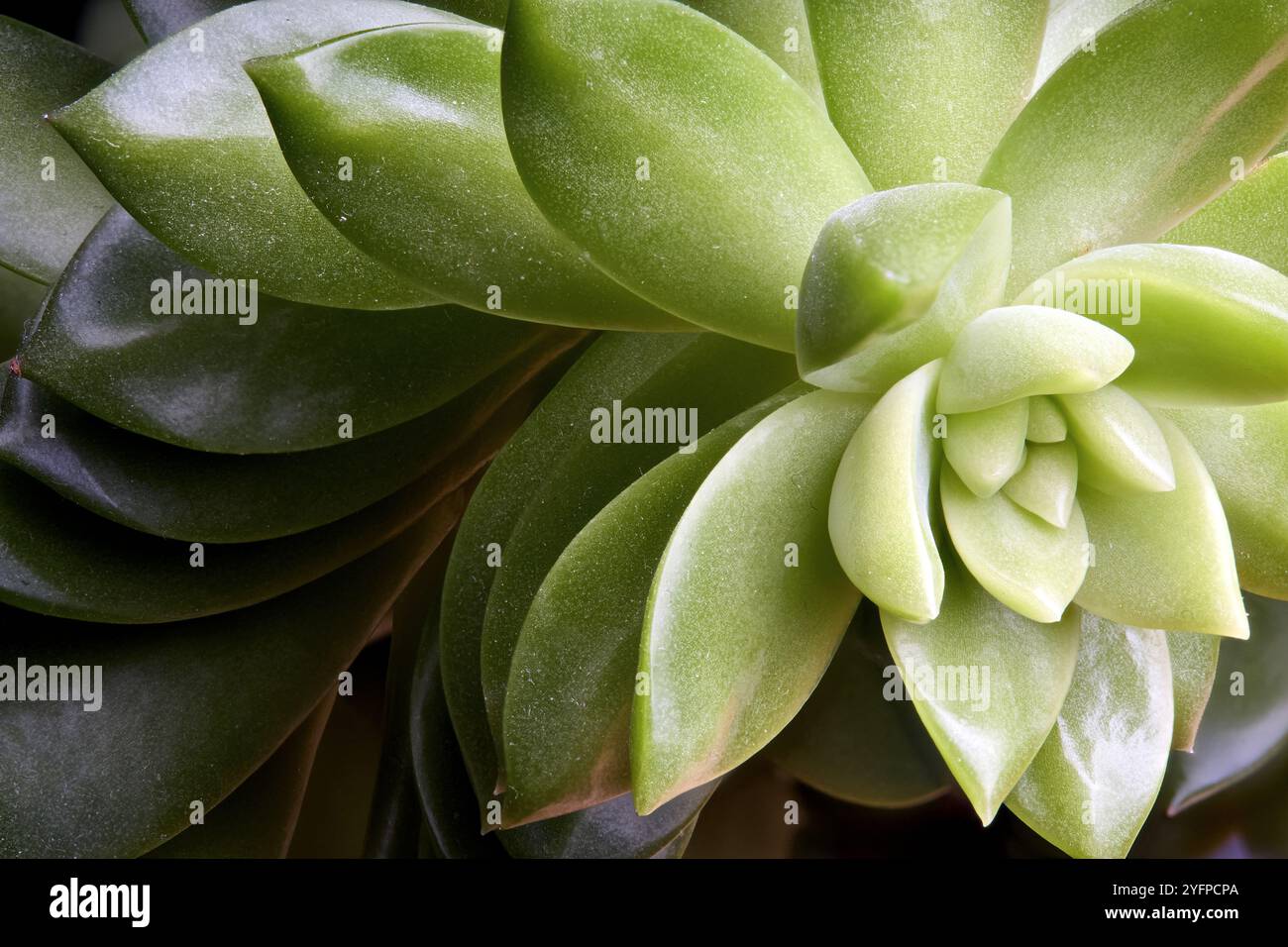 Succulente Sedum adolphi o echeveria adolphii coppertone stonecrop o Sedum dorato, specie di piante succulente della famiglia Crassulaceae. Floreale Foto Stock