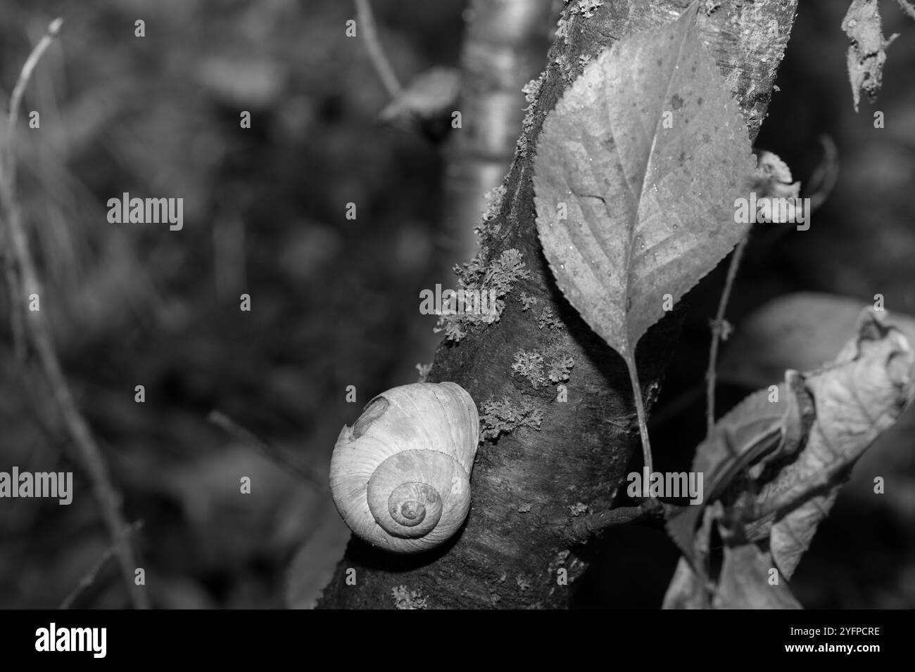Lumaca romana, lumaca di Borgogna o escargot i il suo ambiente, foto da vicino. Foto Stock