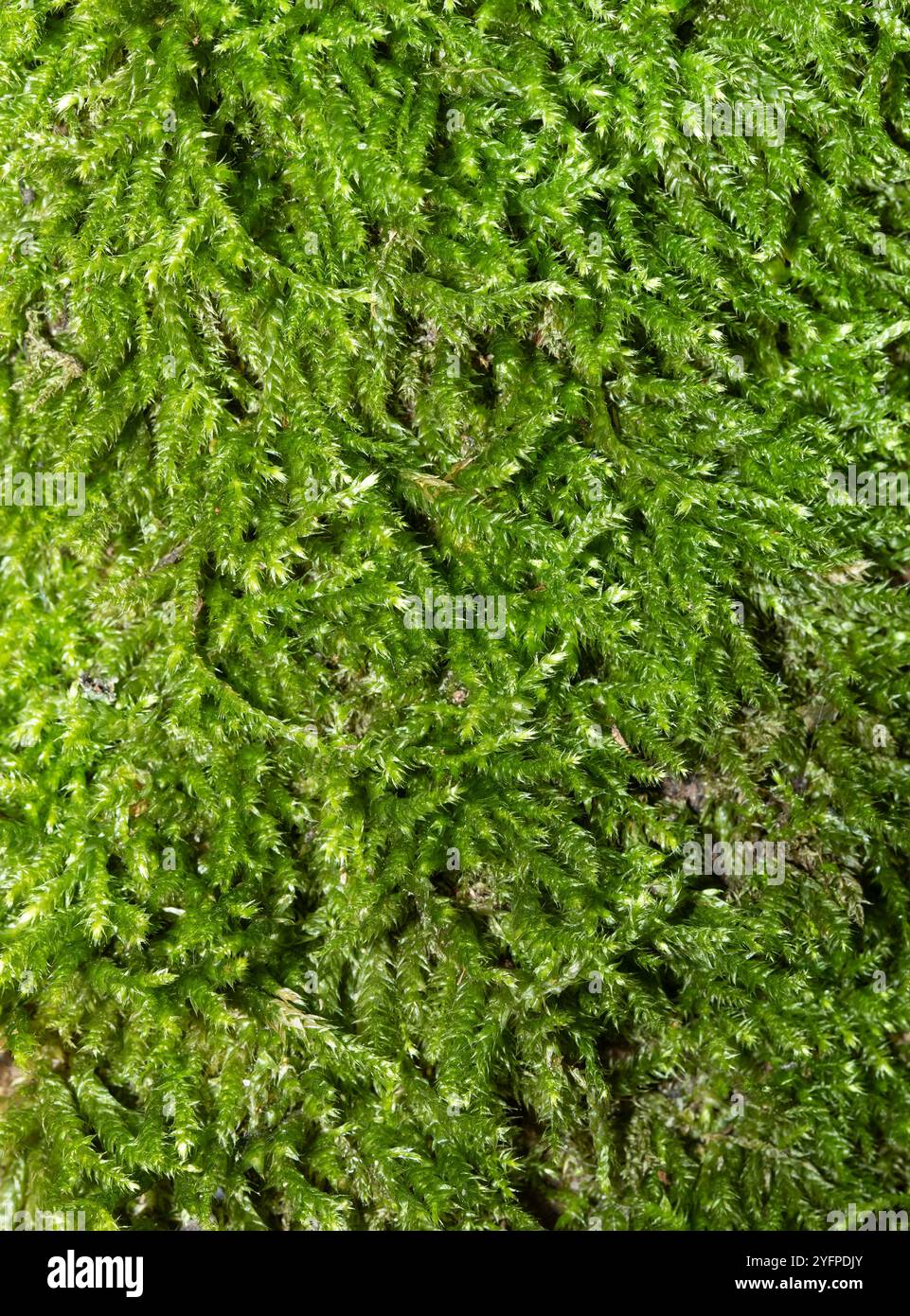Moss, tappeto floreale verde, full frame, sfondo verde, texture Foto Stock