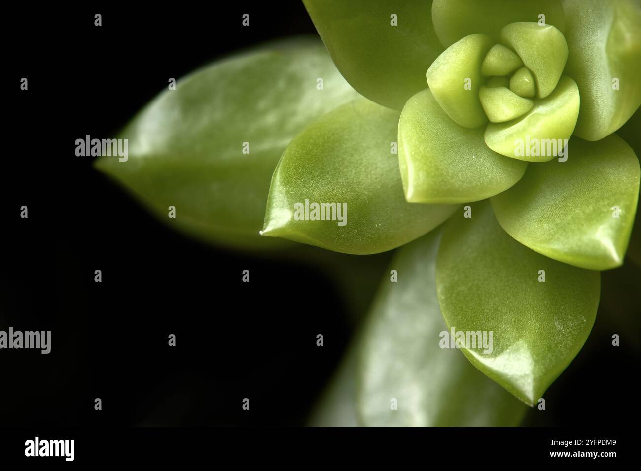 Succulente Sedum adolphi o echeveria adolphii coppertone stonecrop o Sedum dorato, specie di piante succulente della famiglia Crassulaceae. Floreale Foto Stock