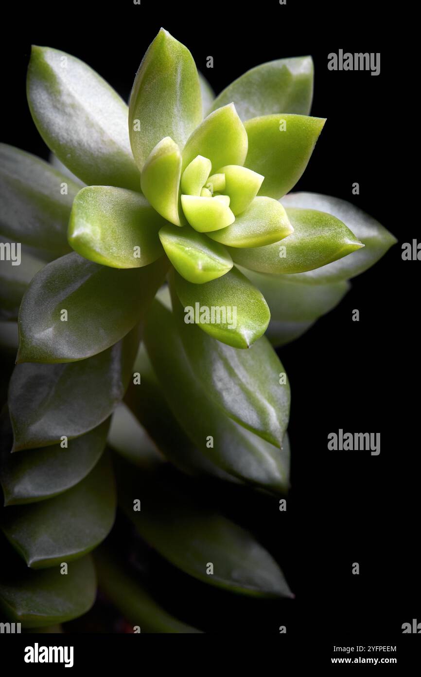 Succulente Sedum adolphi o echeveria adolphii coppertone stonecrop o Sedum dorato, specie di piante succulente della famiglia Crassulaceae. Floreale Foto Stock