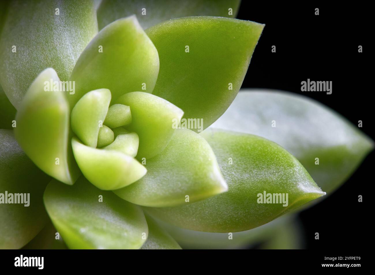 Succulente Sedum adolphi o echeveria adolphii coppertone stonecrop o Sedum dorato, specie di piante succulente della famiglia Crassulaceae. Floreale Foto Stock