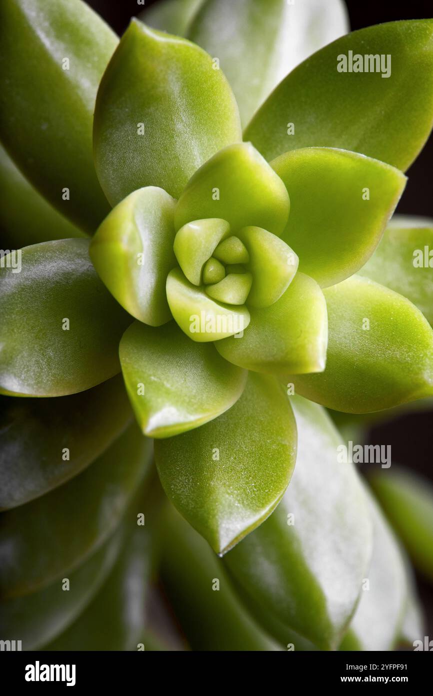 Succulente Sedum adolphi o echeveria adolphii coppertone stonecrop o Sedum dorato, specie di piante succulente della famiglia Crassulaceae. Floreale Foto Stock