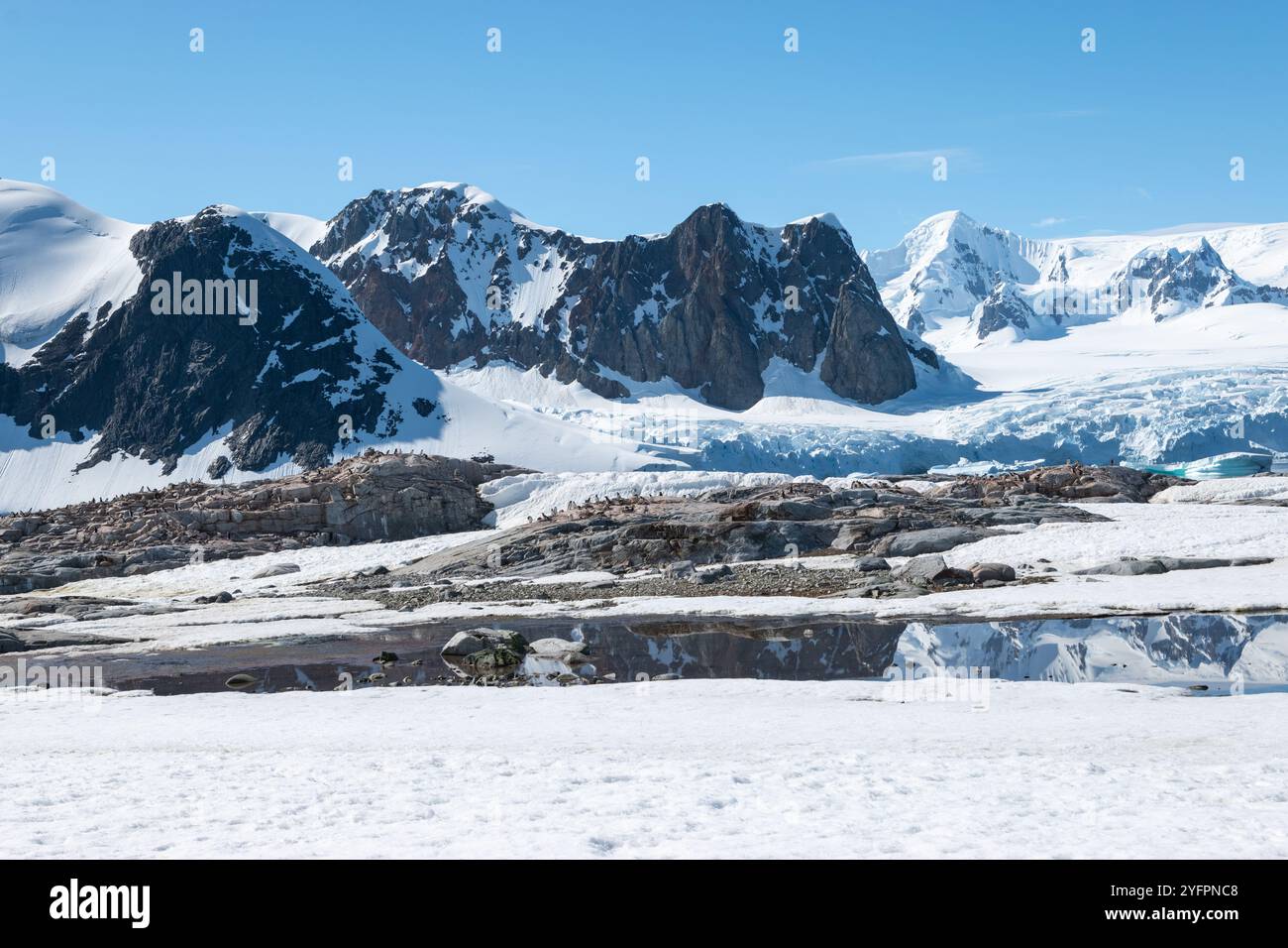 Paesaggio delle montagne innevate con colonia di pinguini sulle rocce a Petermann Island Bay in Antartide Foto Stock