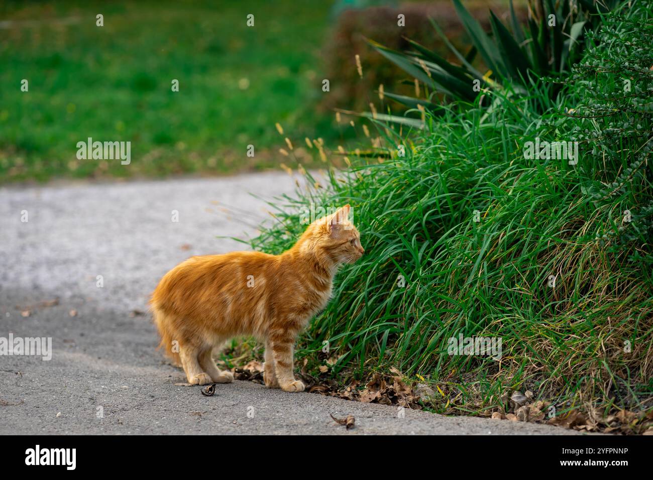 Il gattino rosso cammina lungo la strada da solo Foto Stock