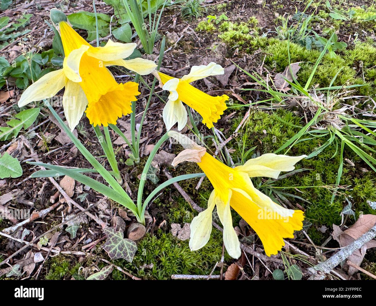Narcisi primaverili in un giardino. Francia. Foto Stock