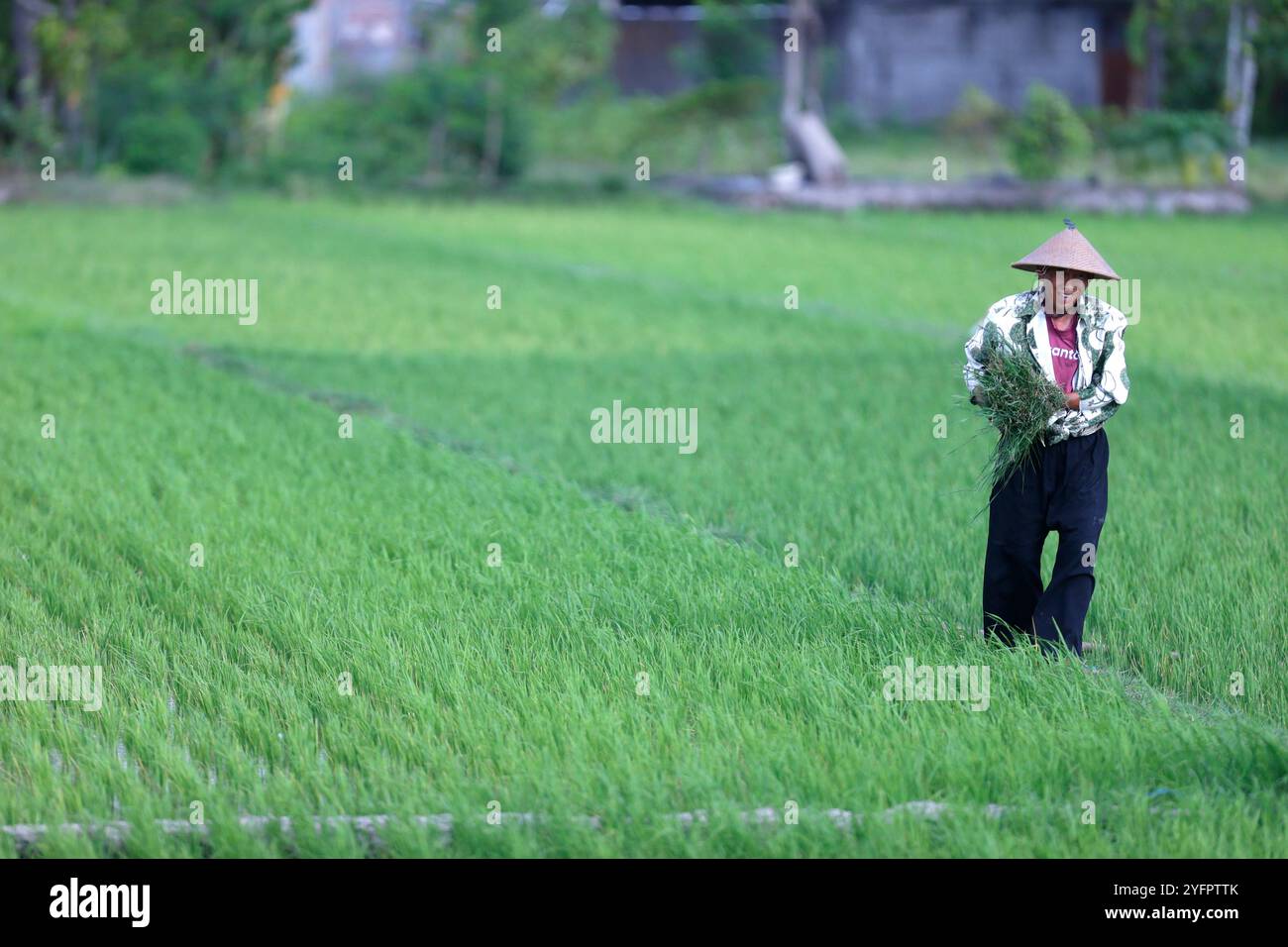 Agricoltura. Germogli di riso giovane in un campo. Agricoltore che piantina piantine di riso. Yogyakarta. Indonesia. Foto Stock